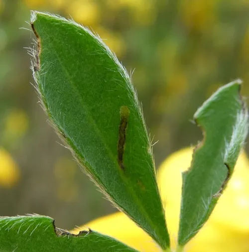 Agromyza johannae - photo 5