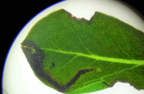 Agromyza johannae - photo 6