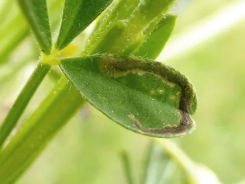 Agromyza johannae - photo 7