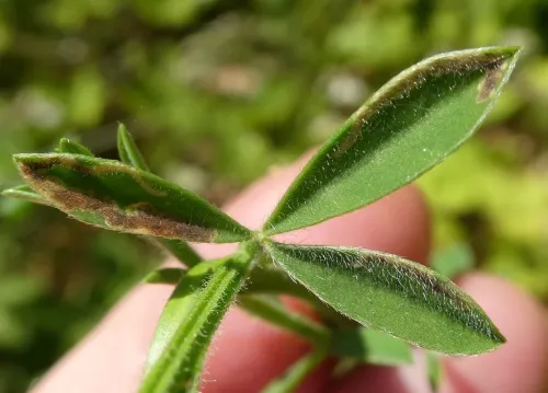 Agromyza johannae - photo 8