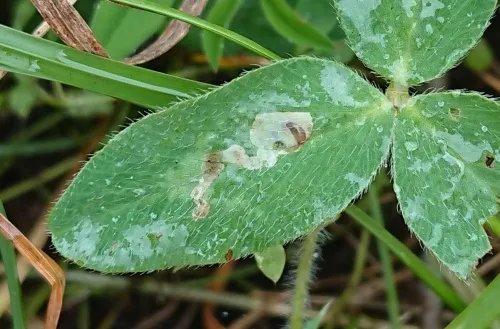 Agromyza nana - photo 3