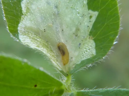 Agromyza nana - photo 4
