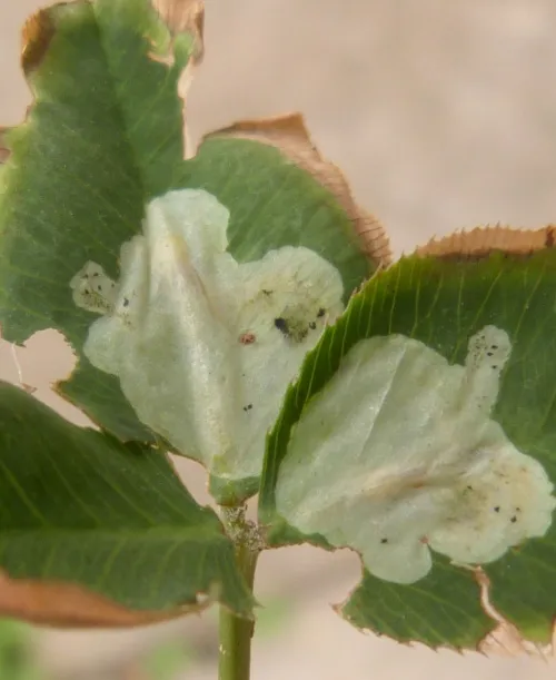 Agromyza nana - photo 5