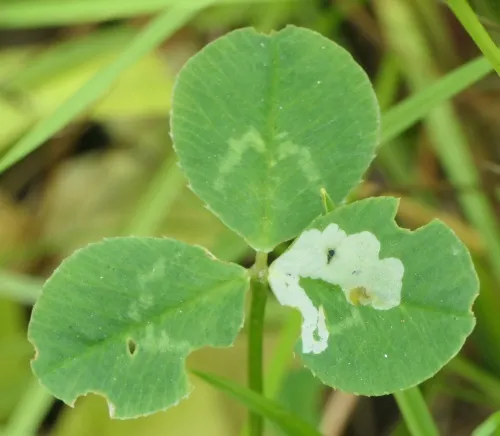 Agromyza nana - photo 6