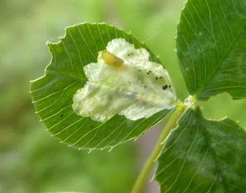 Agromyza nana - photo 7