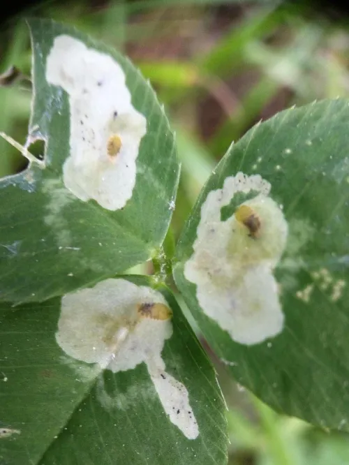 Agromyza nana - photo 8