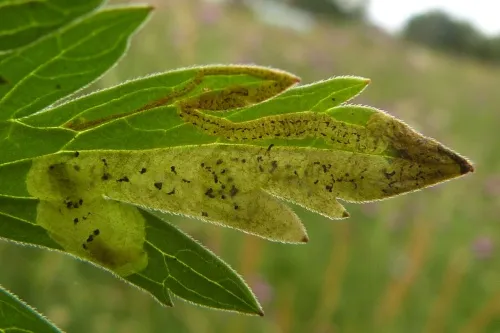 Agromyza nigrescens