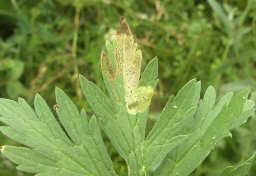 Agromyza nigrescens - photo 2