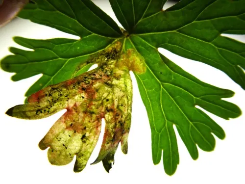 Agromyza nigrescens - photo 3