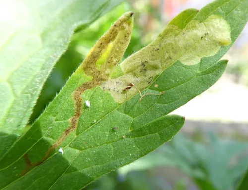 Agromyza nigrescens - photo 5