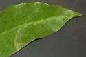 Agromyza parasoka - photo 2