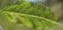 Agromyza parasoka - photo 3
