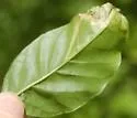 Agromyza parasoka - photo 4