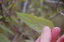 Agromyza parasoka - photo 5