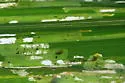 Corn Blotch Leafminer - photo 2