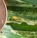 Corn Blotch Leafminer - photo 3