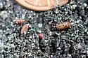 Corn Blotch Leafminer - photo 4