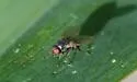 Corn Blotch Leafminer - photo 5