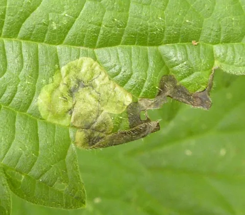 Agromyza pseudoreptans/reptans agg. - Agromyza pseudoreptans/reptans agg.