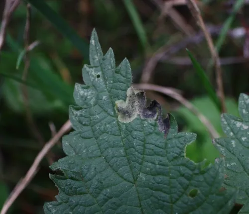 Agromyza pseudoreptans/reptans agg. - photo 2