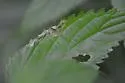 Agromyza pseudoreptans - photo 4