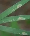 Agromyza pudica - photo 5