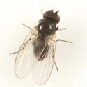 Agromyza reptans - photo 2