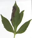 Agromyza rudbeckiana - photo 4