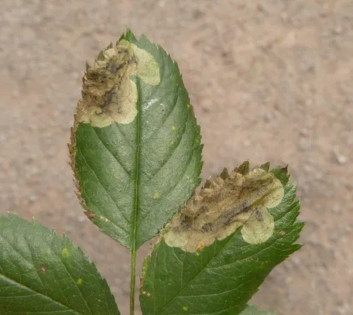 Agromyza sulfuriceps - Agromyza sulfuriceps