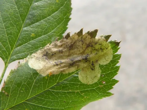 Agromyza sulfuriceps - photo 2