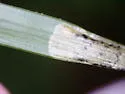 Agromyza tacita - photo 3