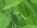 Agromyza torta - Agromyza torta