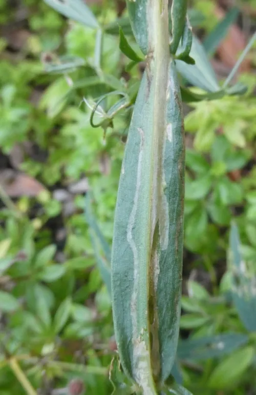 Agromyza varicornis