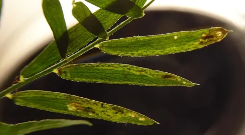 Agromyza vicifoliae - photo 3