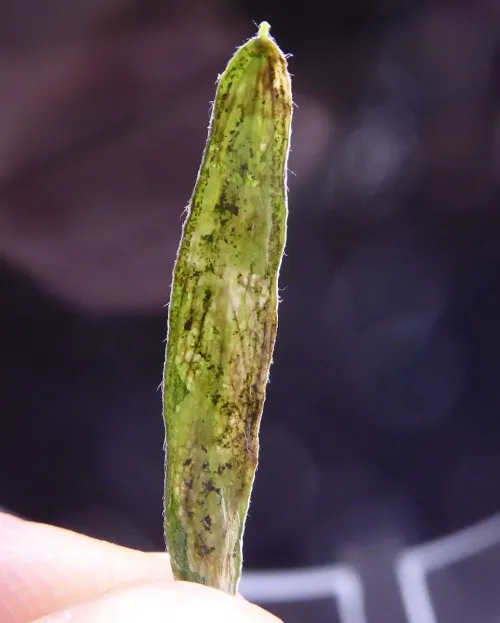Agromyza vicifoliae - photo 4