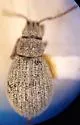 Agronus carri - Agronus carri