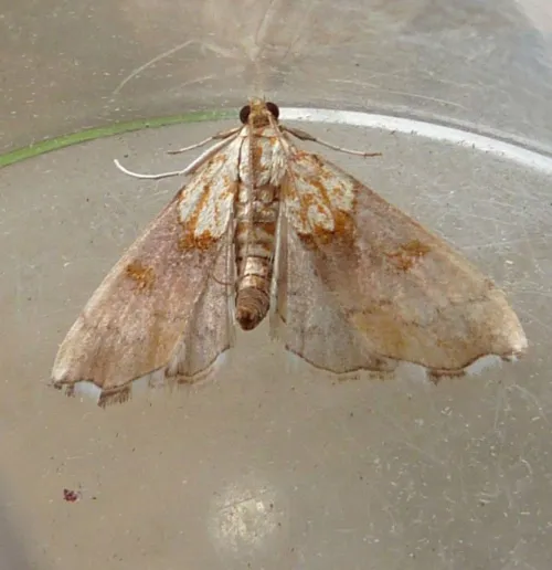 Agrotera nemoralis