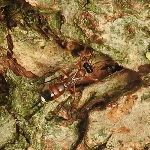 Agrothereutes abbreviatus