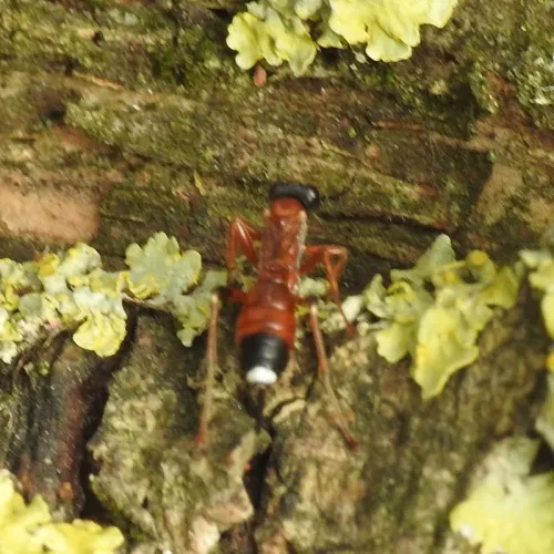 Agrothereutes abbreviatus - photo 2