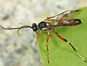 Agrothereutes cimbcivorus