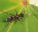 Agrothereutes lophyri