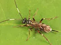 Agrothereutes lophyri - photo 3
