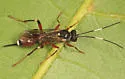 Agrothereutes lophyri - photo 5