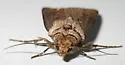 Agrotis antica - Hodges#10660.1
