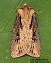 Agrotis antica - Hodges#10660.1 - photo 2