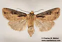 Agrotis antica - Hodges#10660.1 - photo 3
