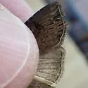 Agrotis antica - Hodges#10660.1 - photo 4