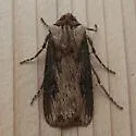 Agrotis antica - Hodges#10660.1 - photo 5