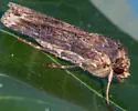 Agrotis apicalis - Hodges#10662 - photo 2
