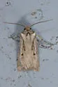 Agrotis arenarius - Hodges#10658.1